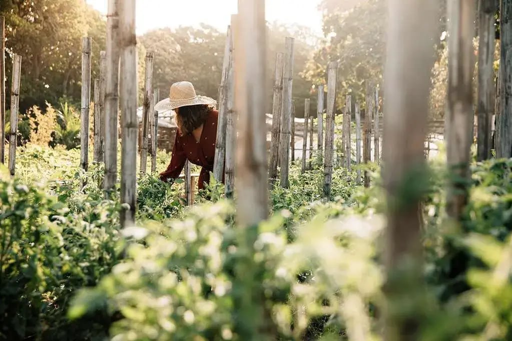 amanpulo organic farm