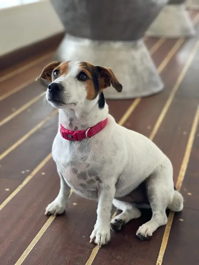 Ein kleiner Hund blickt treu zu jemandem auf.