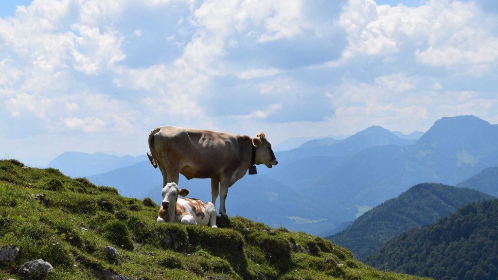 Berge-Alpen-Chiemsee-Kuh-Wiese-Bayern-1024x576-1