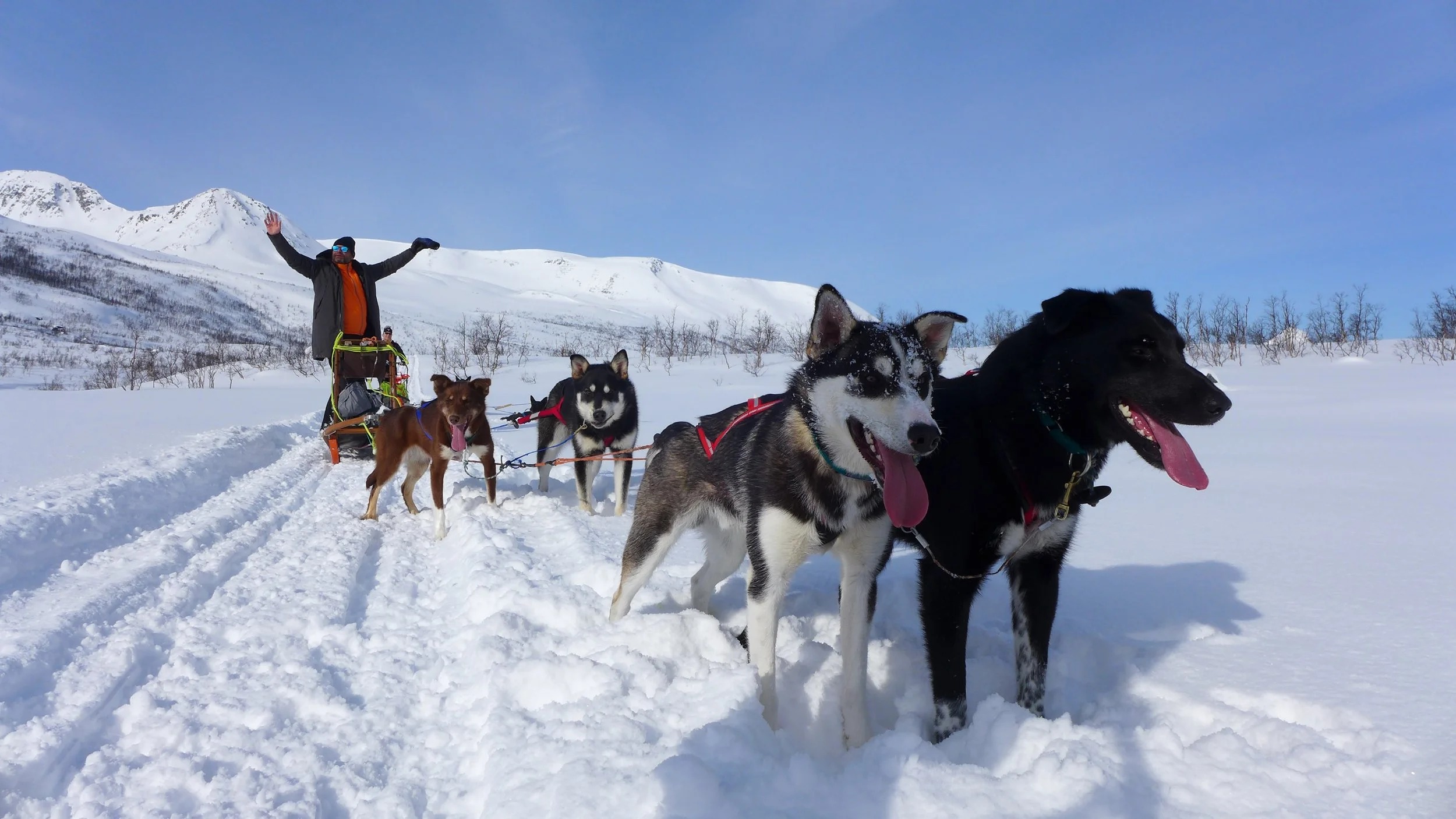 lyngen-experience-norwegen-familienluxusreise-thefamilyproject-aktivitaeten-schlittenhunde