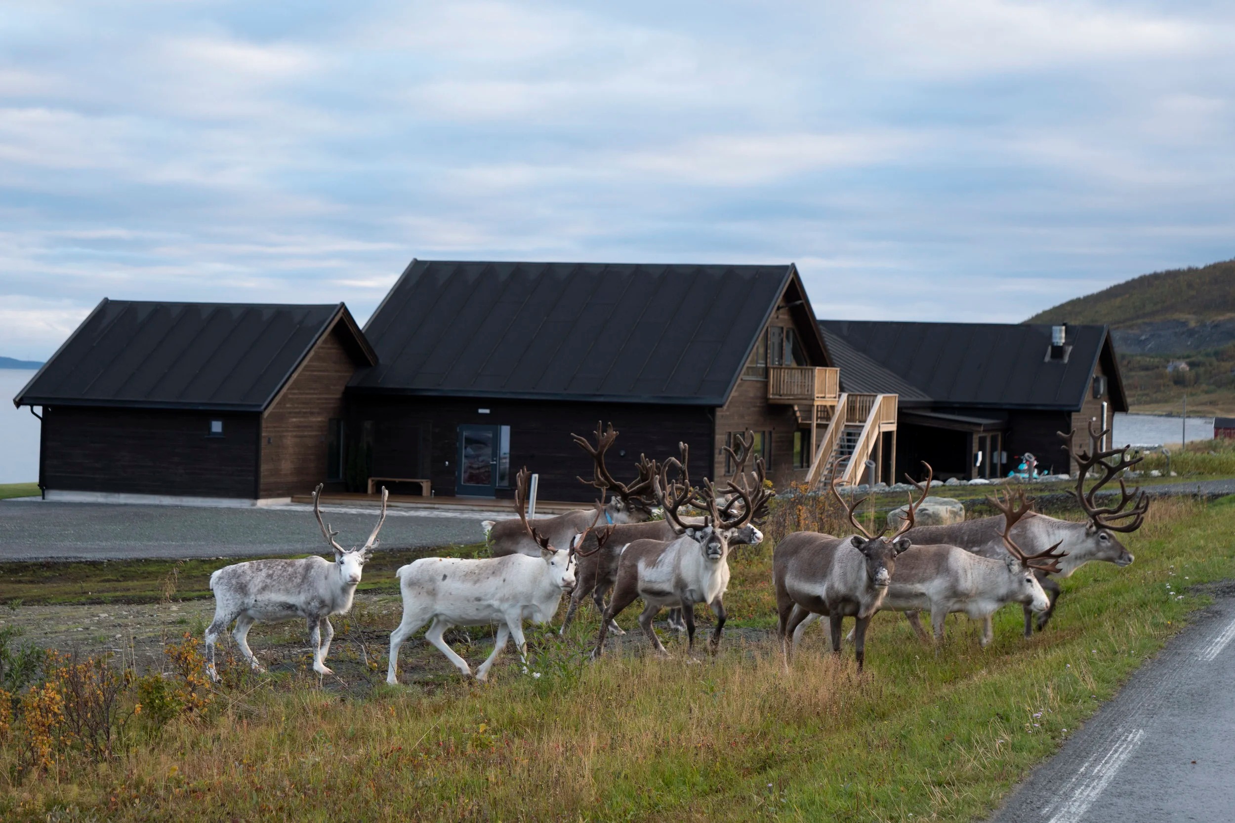 lyngen-experience-norwegen-familienluxusreise-thefamilyproject-rentiere
