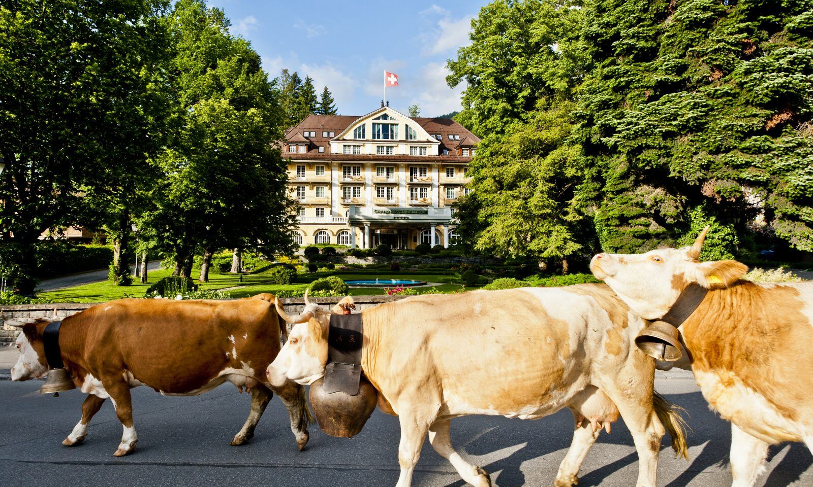Le-Grand-Bellevue-schweiz-familienluxusreisen-kuh