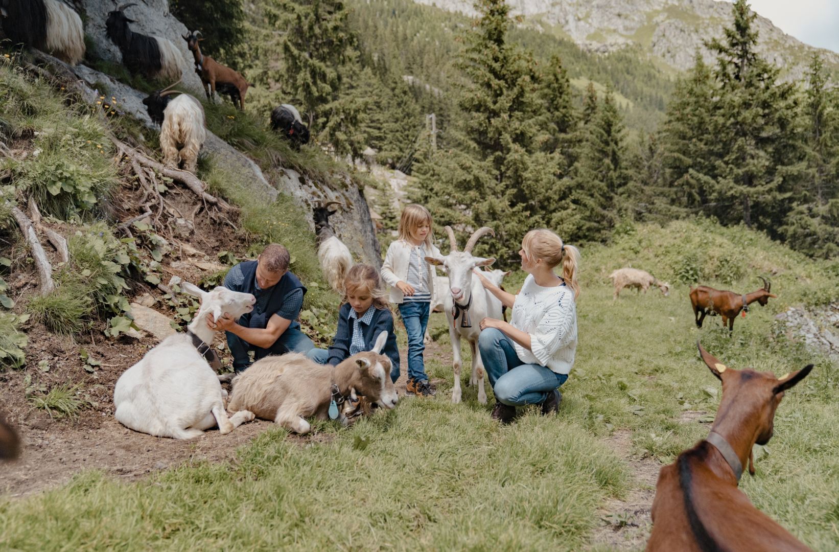 Familie füttert Ziegen in den Alpen.