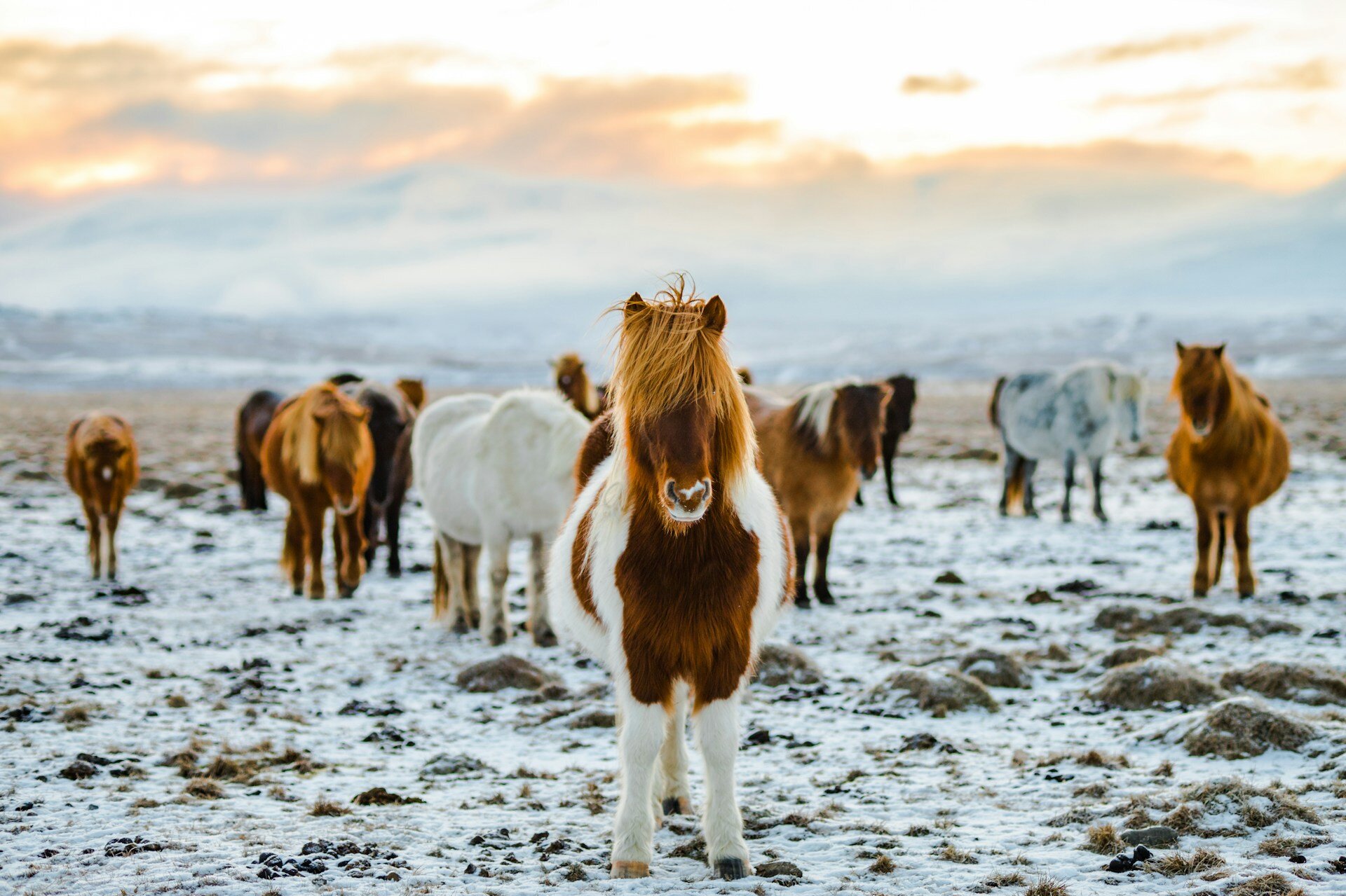 Ponys im isländischen Schnee