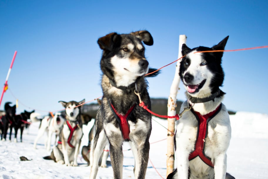 icehotel-jukkasjärvi-schweden-familienluxusreisen-husky