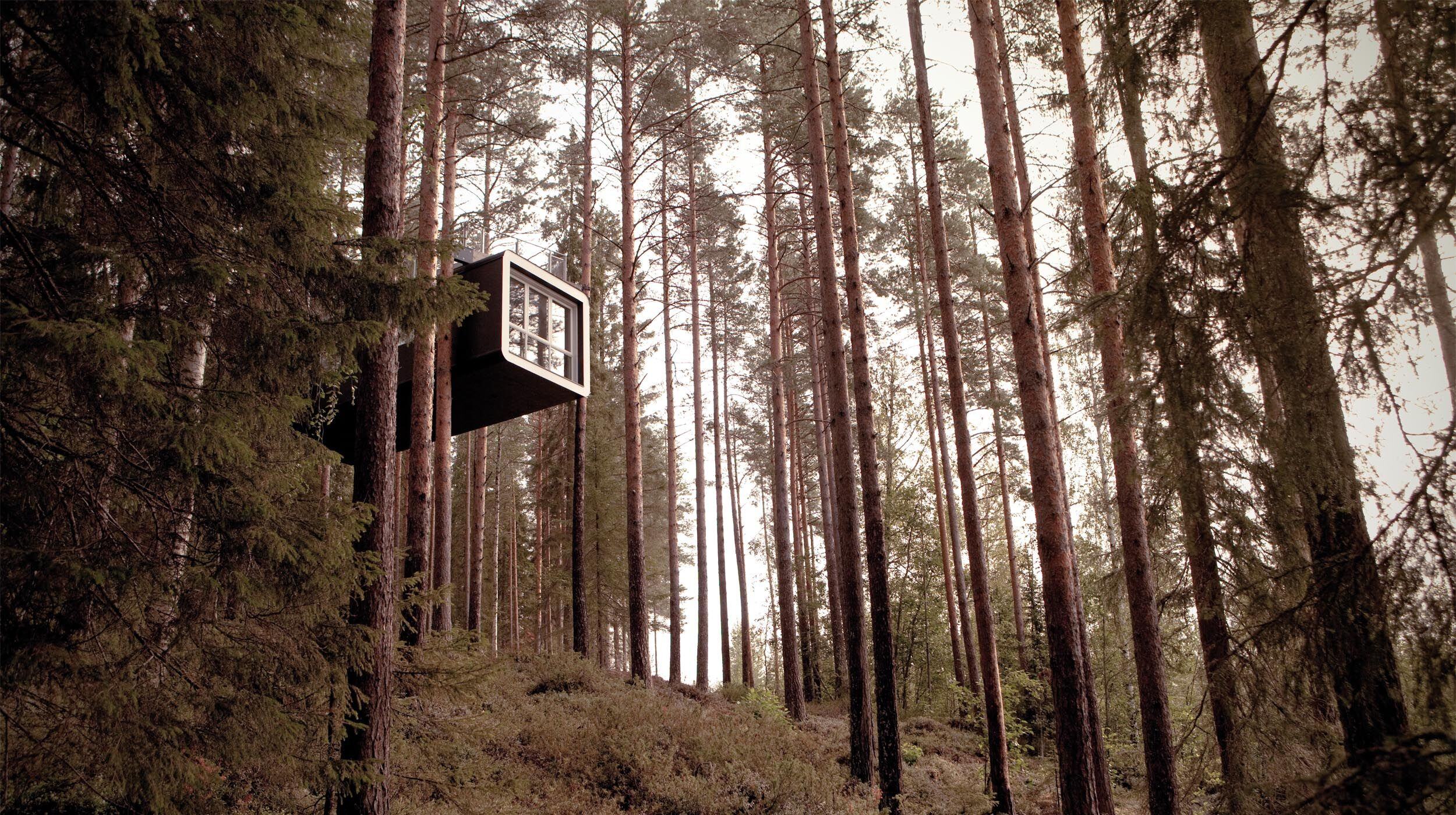 Treehotel The Cabin