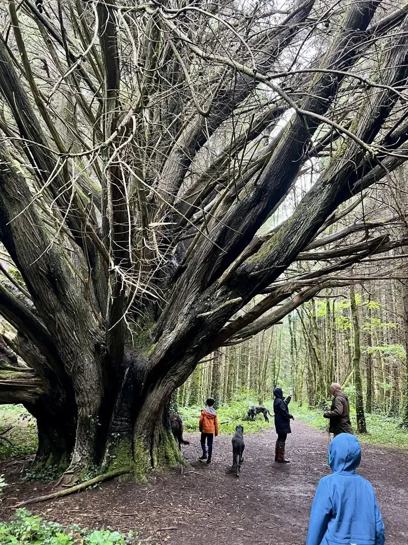 ashford castle p11