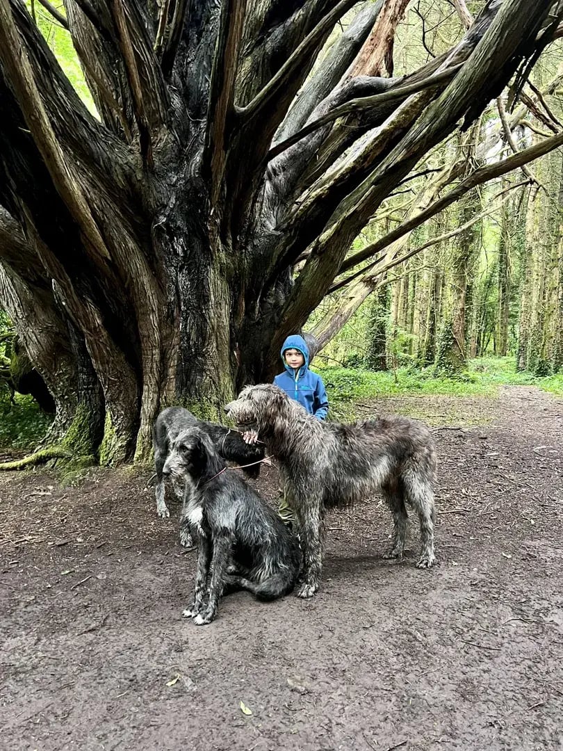 ashford castle p12
