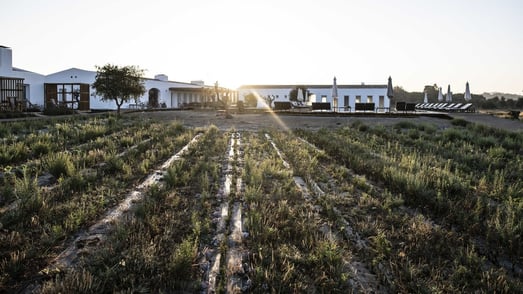 craveiral farmhouse portugal familienluxusreisen thefamilyproject feld