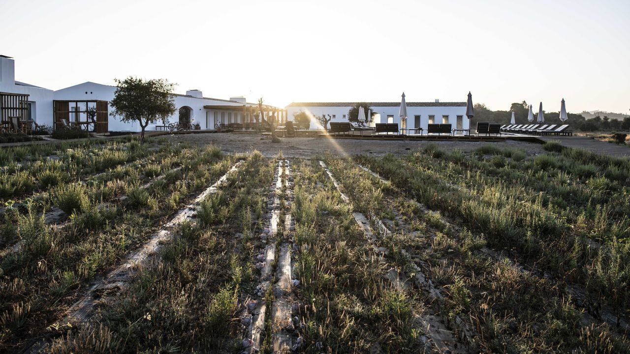 craveiral-farmhouse-portugal-familienluxusreisen-thefamilyproject-feld