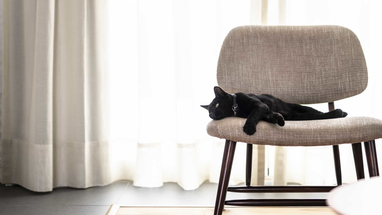 craveiral-farmhouse-portugal-familienluxusreisen-thefamilyproject-katze