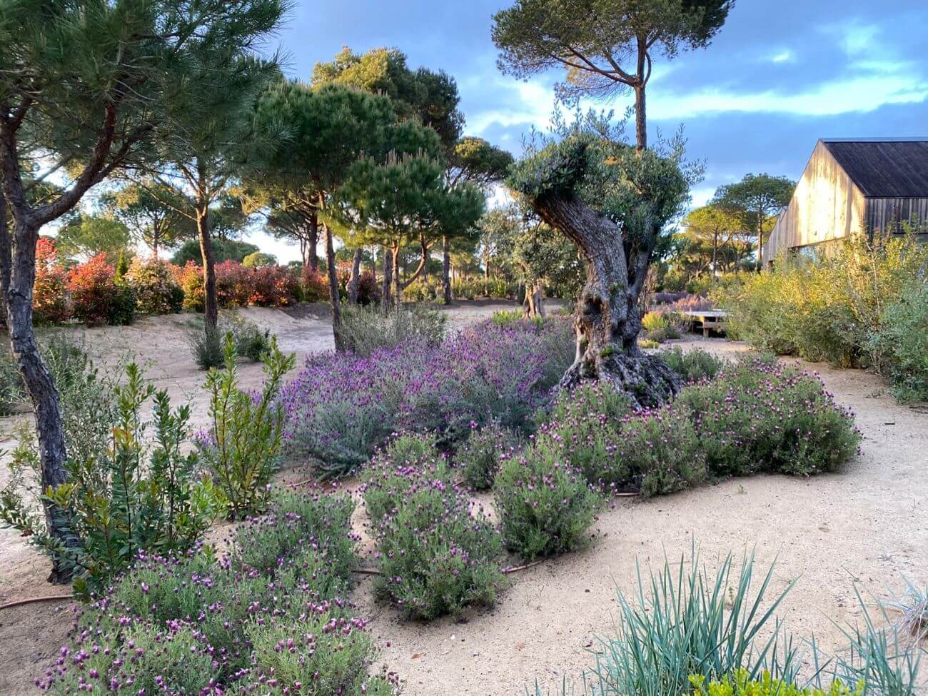 Naturbelassener Garten mit Sandwegen.