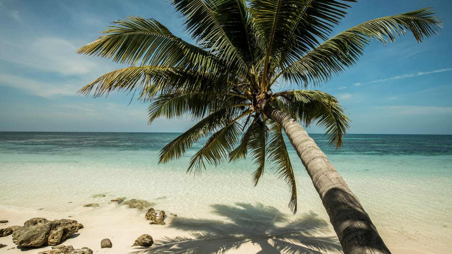 Four Seasons at Desroches Island Beach mit Palme