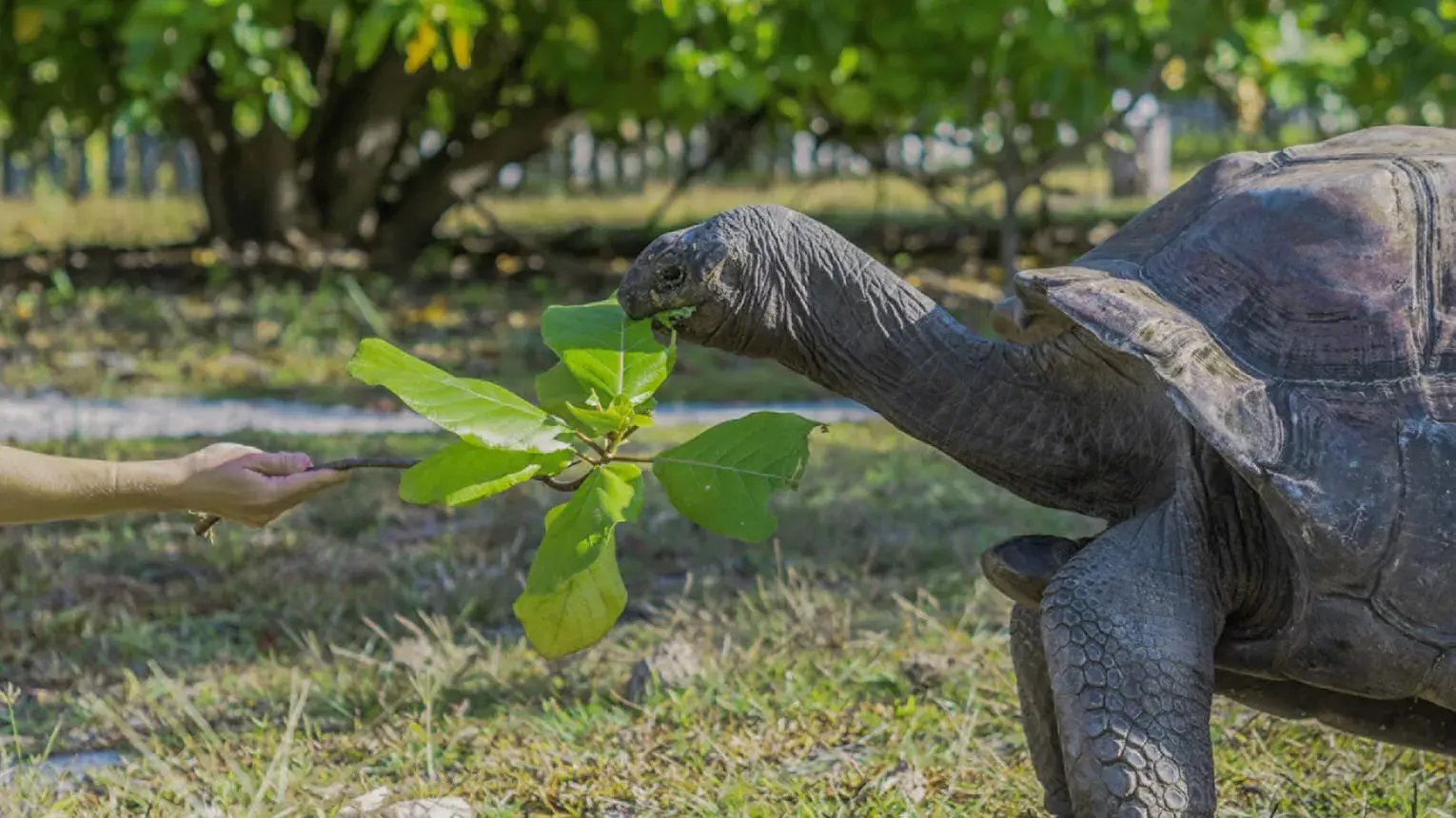 four seasons desroches turtle
