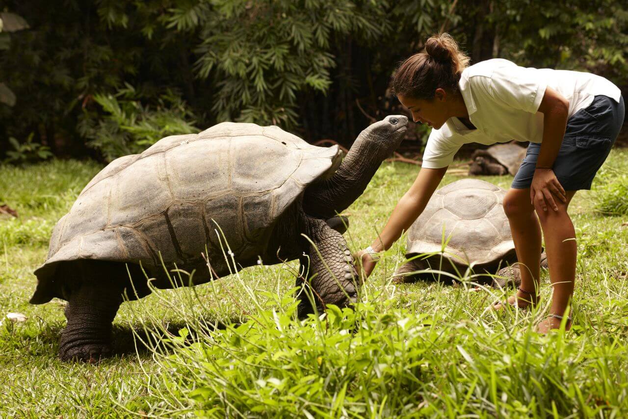Fregate-Island-Private-Giant Turtle