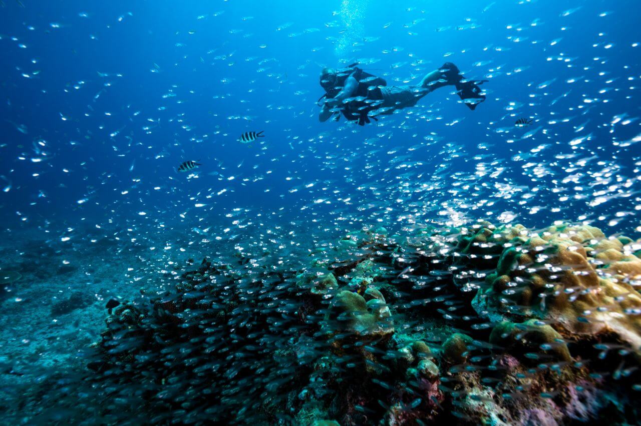 North-Island-diving-schnorcheln