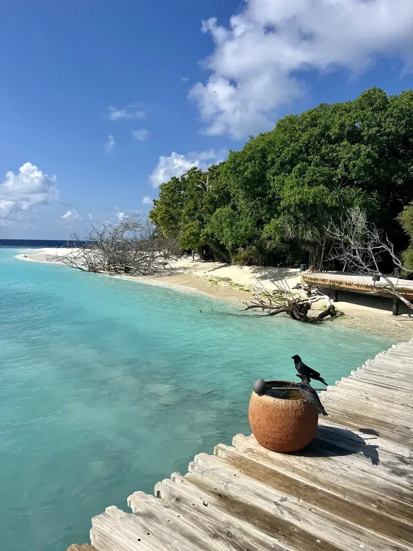 soneva fushi p60