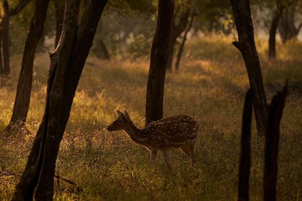Aman-i-Khas Safarifahrt