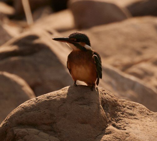 Aman-i-Khas-Vogel