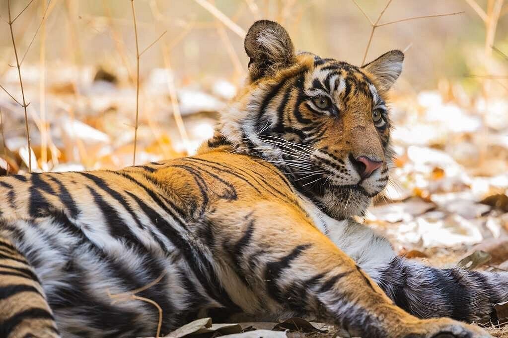 Aman-i-Khas Affe