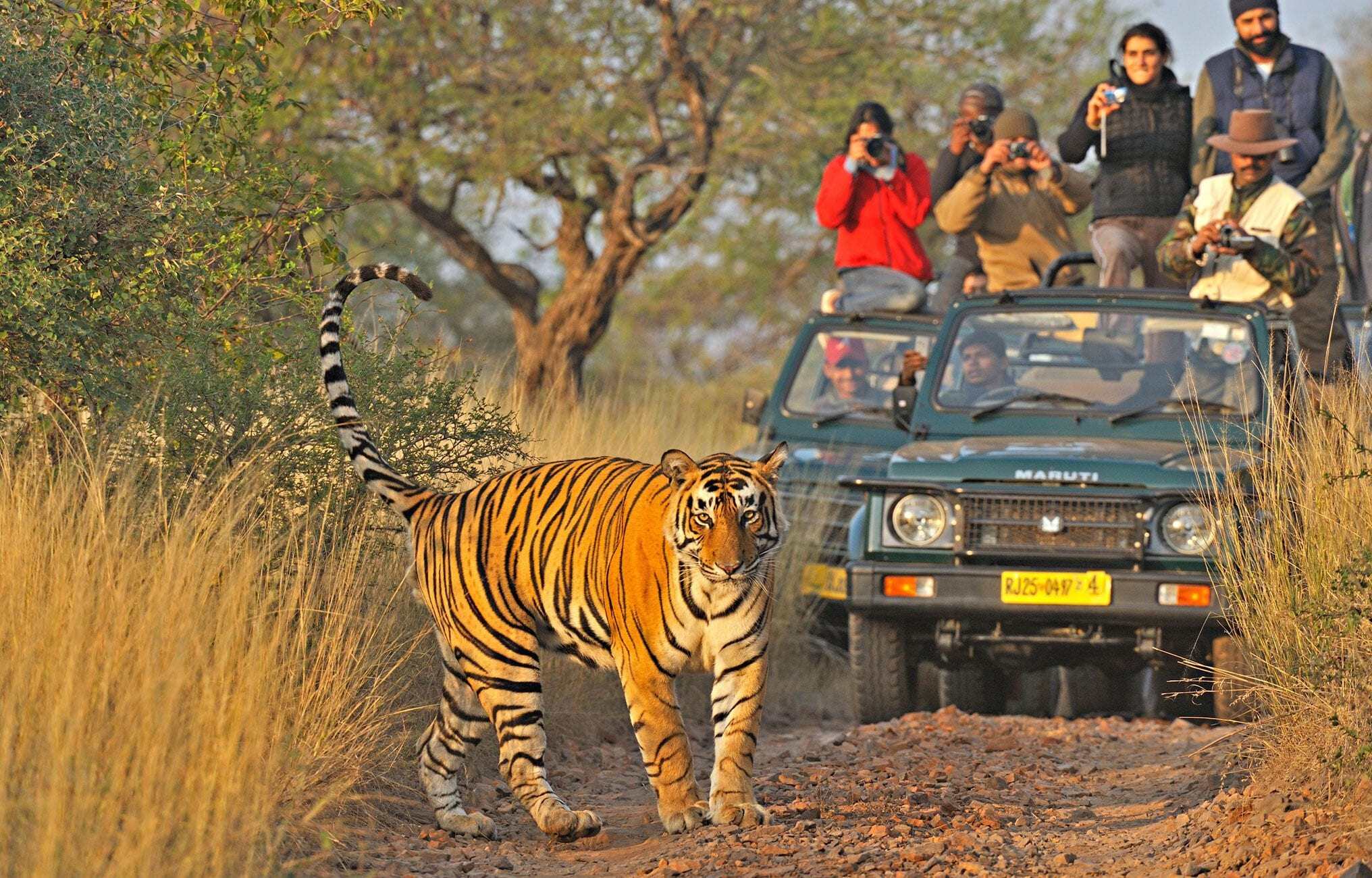 safari-im-ranthambore-nationalpark