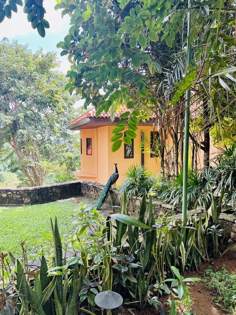 cape weligama p21