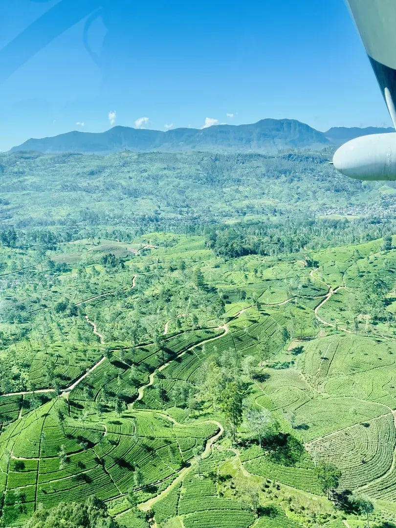 ceylon tea trails p2