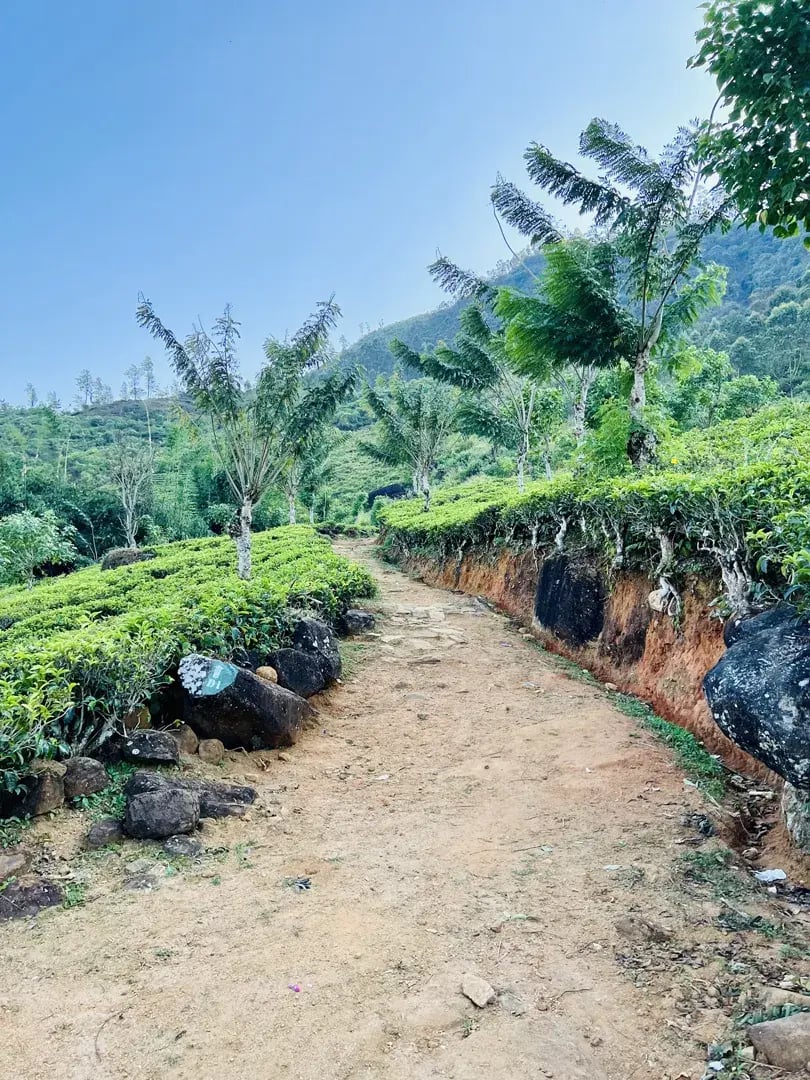 ceylon tea trails p23