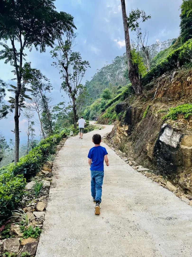 ceylon tea trails p27