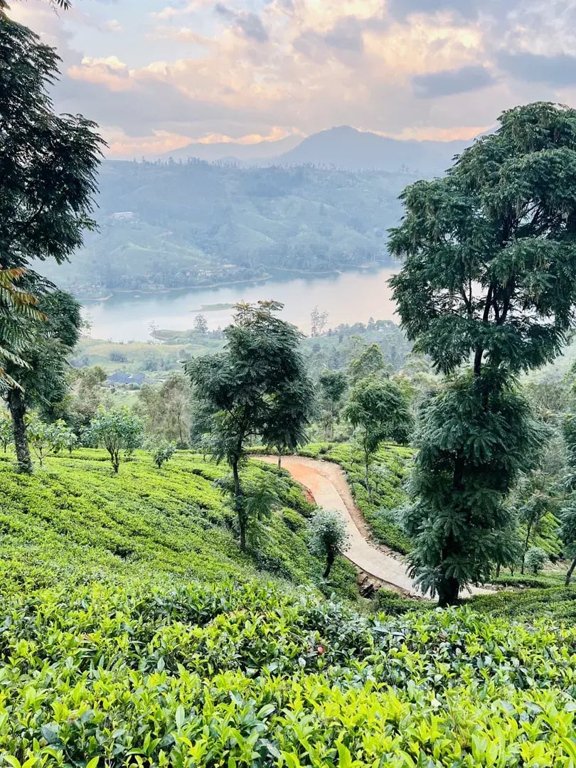 ceylon tea trails p28