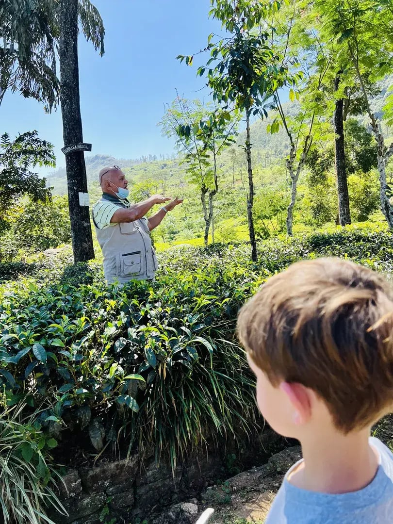 ceylon tea trails p36