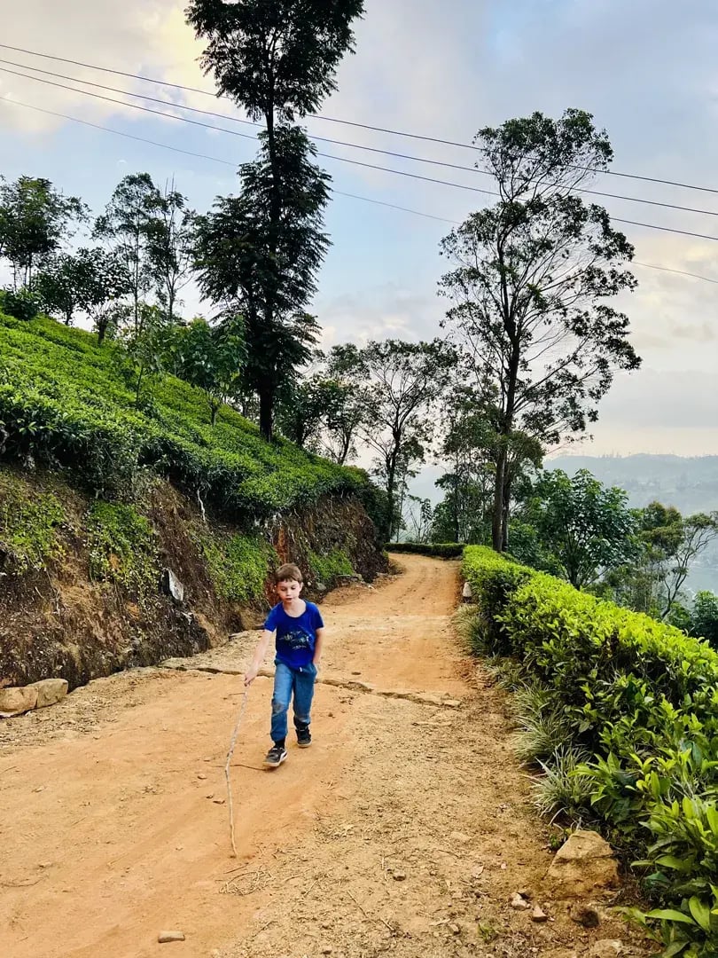 ceylon tea trails p42