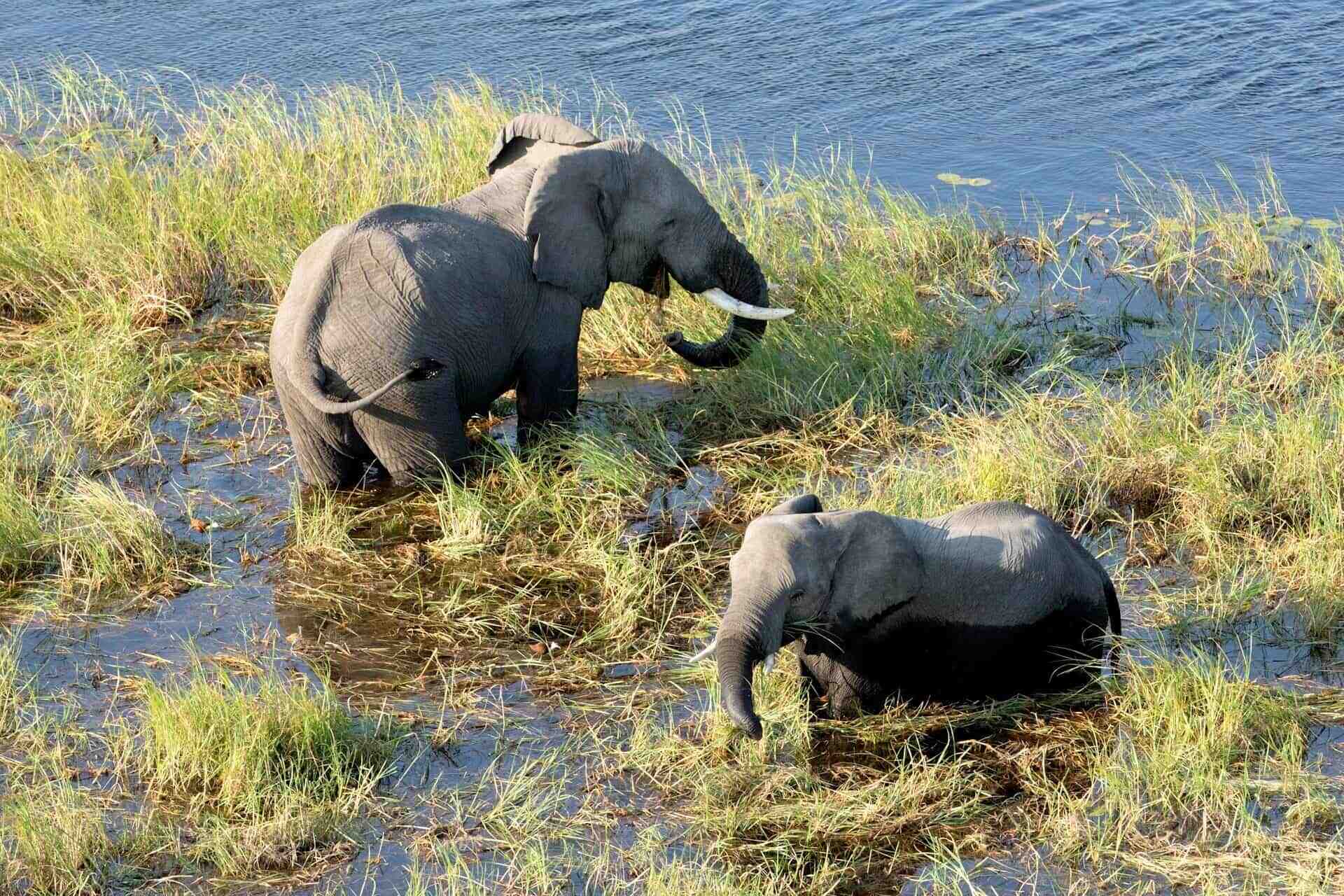 Zwei Elefanten in einer Sumpflandschaft des Okavango Deltas.