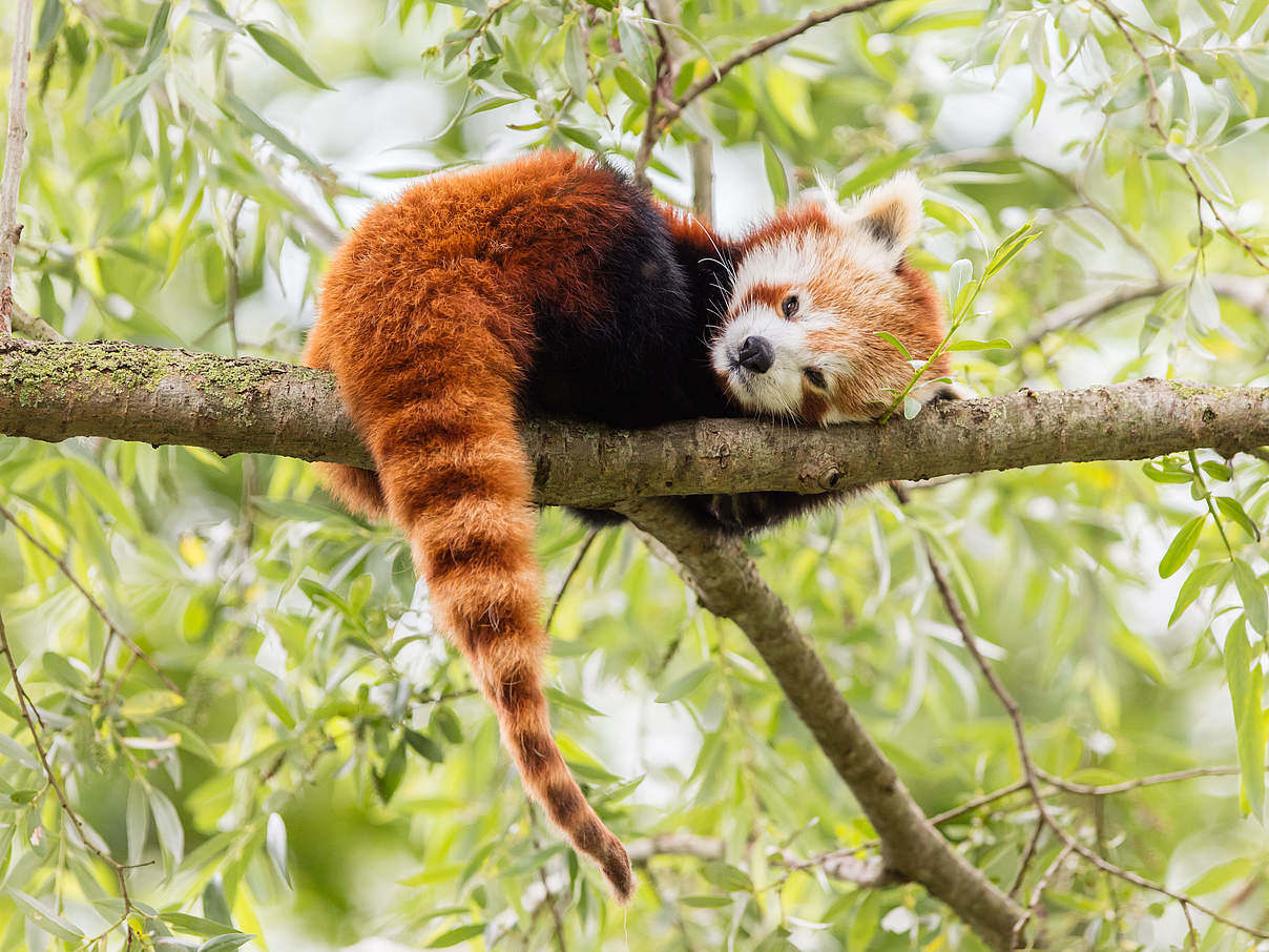 Bhutan-roter-panda im Baum