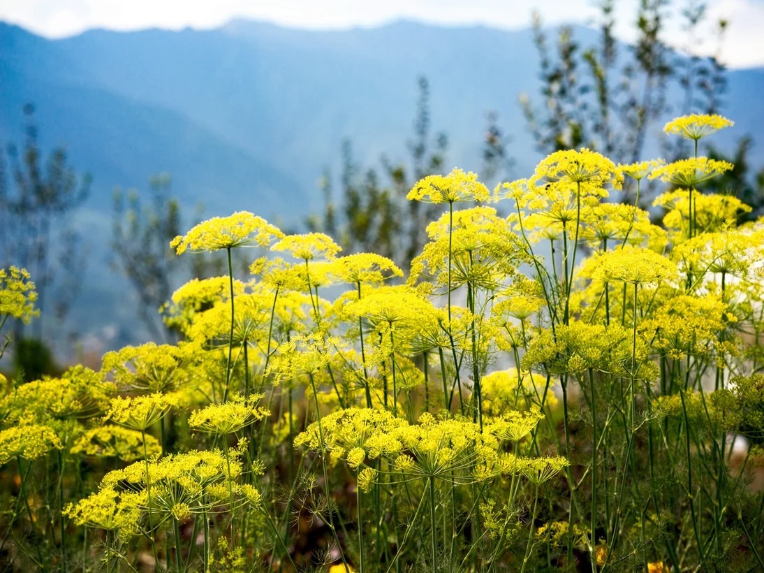 six-senses-paro-bhutan-familienluxusreisen-thefamilyproject-village