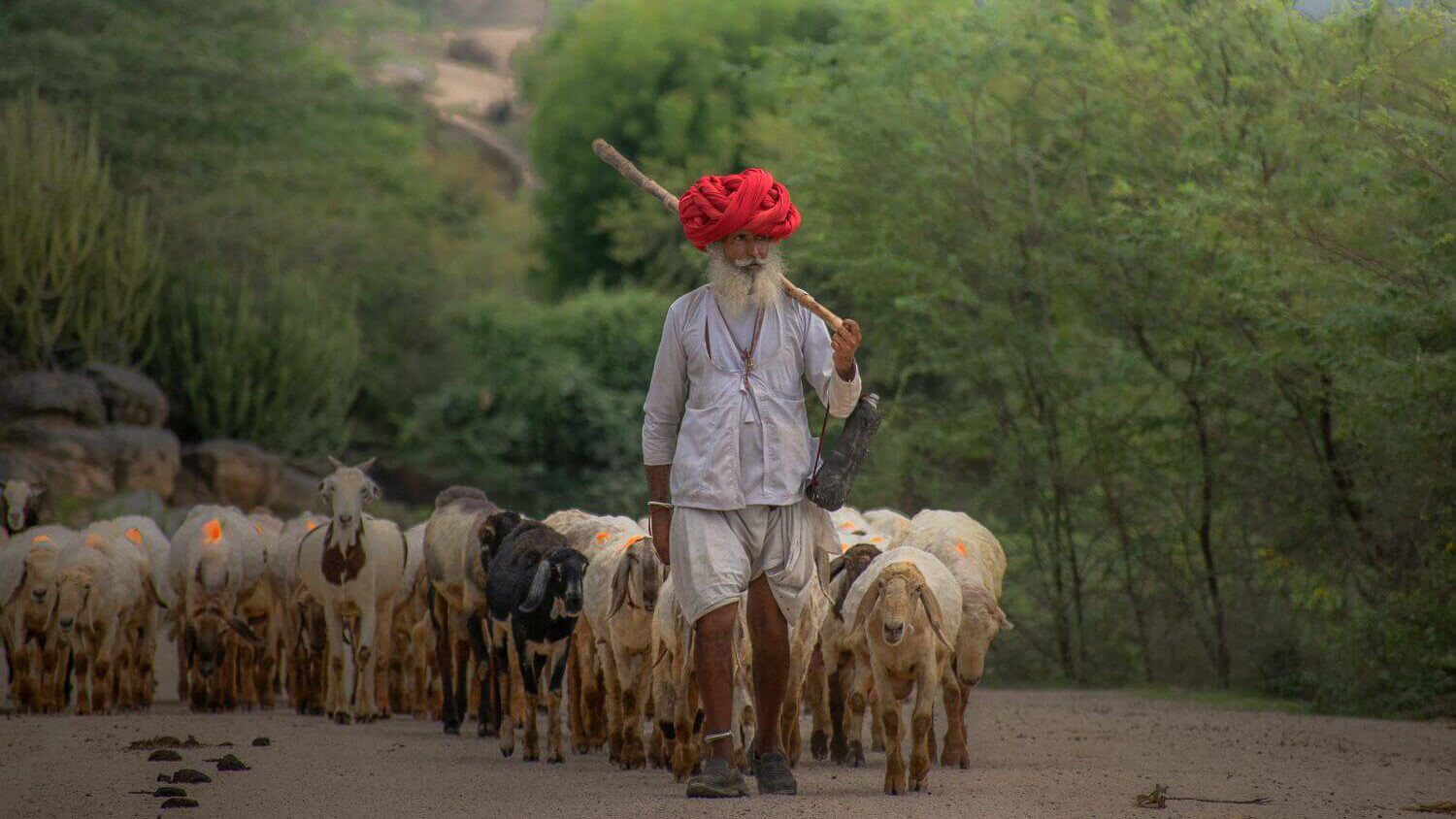 Sujan-Jawai-Indien-Familienluxusreisen-Hirte