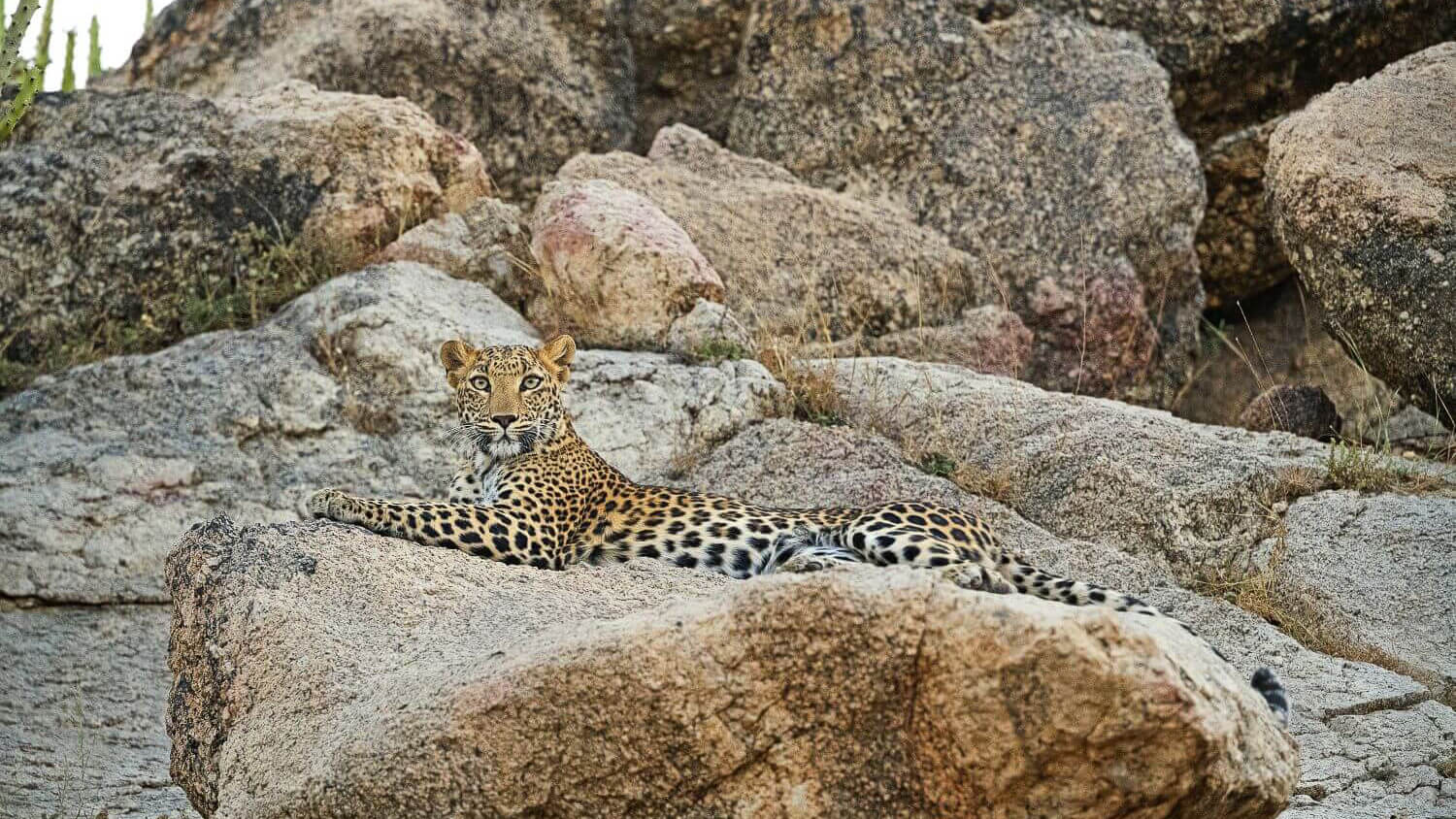 Sujan-Jawai-Indien-Familienluxusreisen-Leopard