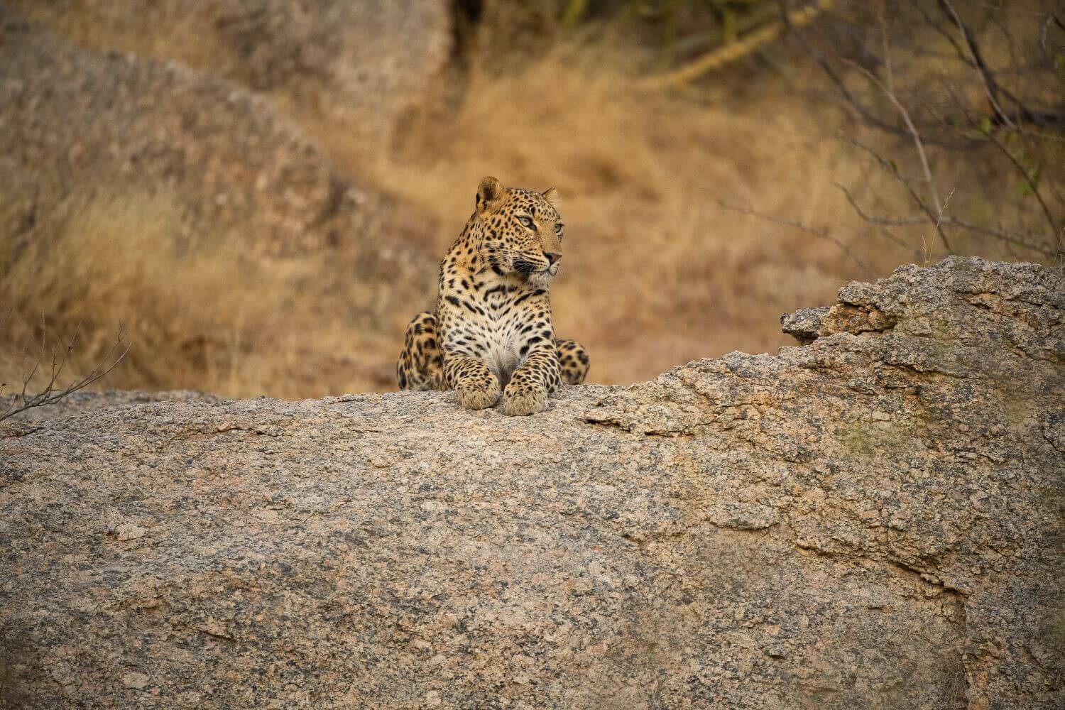 Sujan-Jawai-focussing leopard