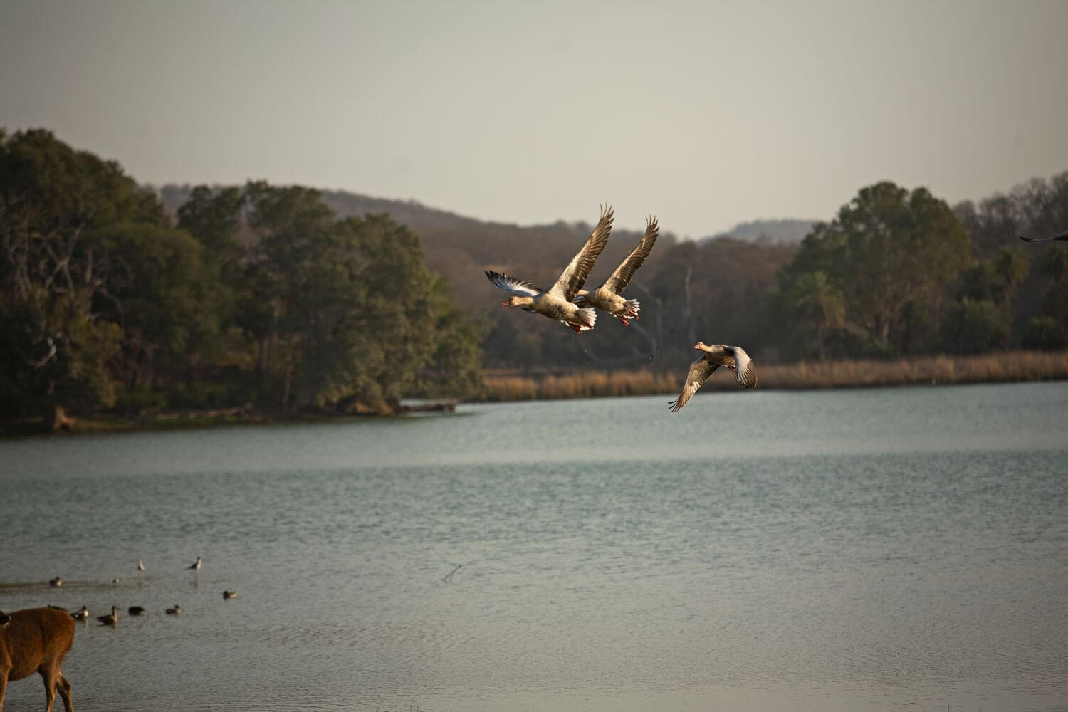 sujan-sher-bagh-indien-familienluxusreisen-thefamilyproject-fluss