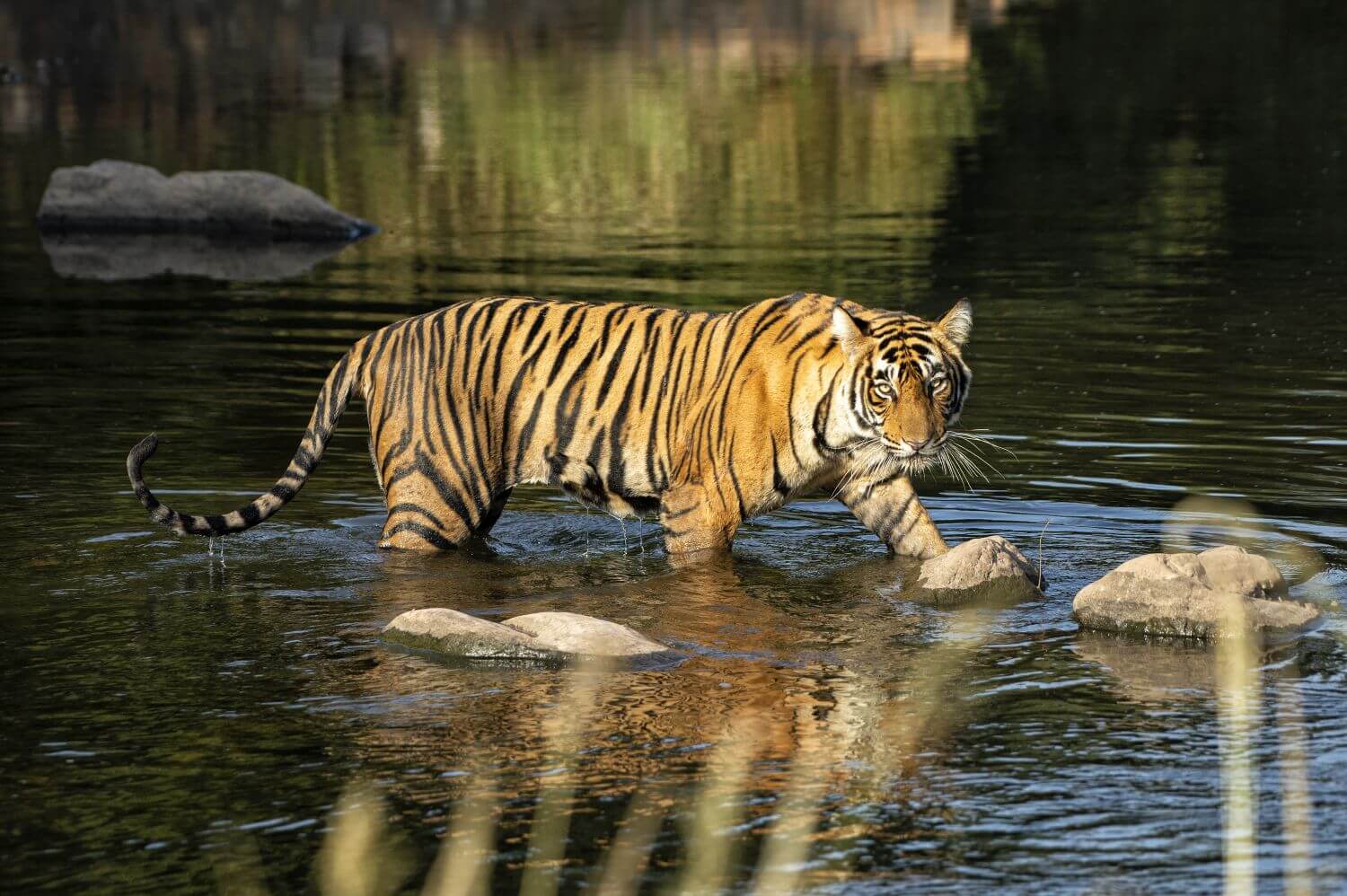 sujan-sher-bagh-indien-familienluxusreisen-thefamilyproject-tiger