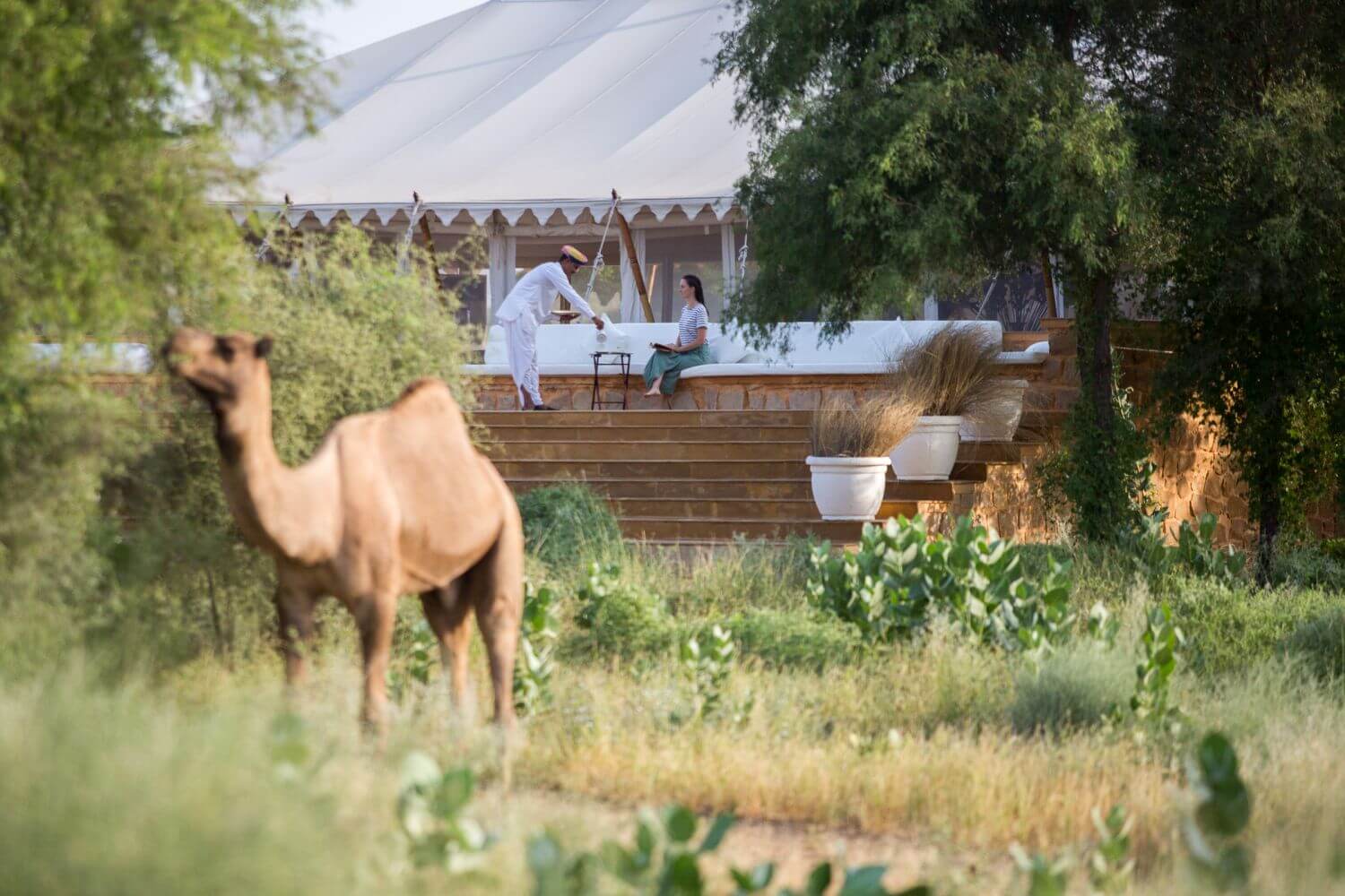 sujan-the-serai-indien-familienluxusreisen-thefamilyproject-kamel