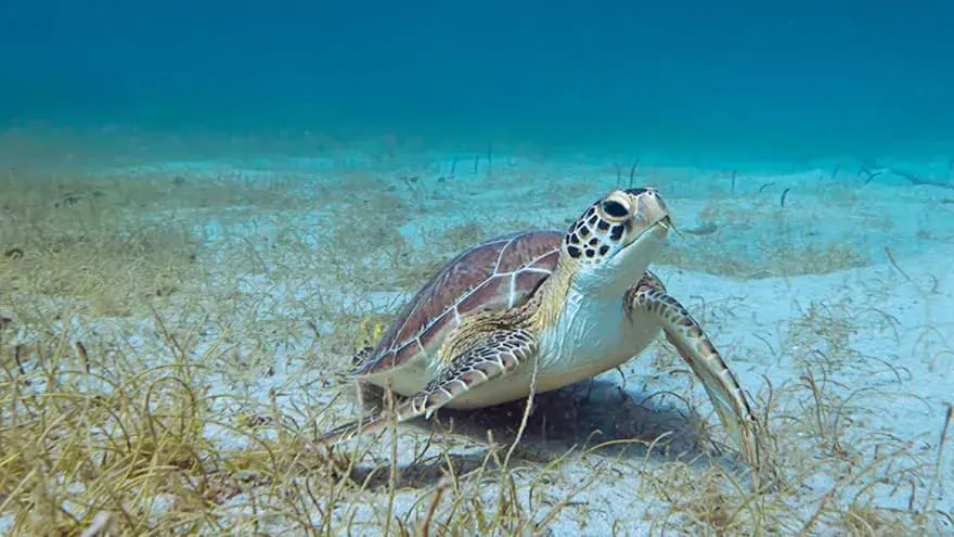 four seasons nevis turtle