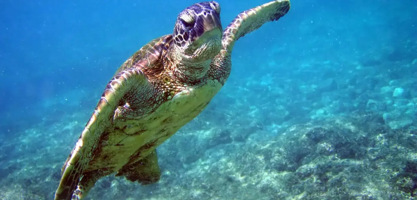 le sereno turtle