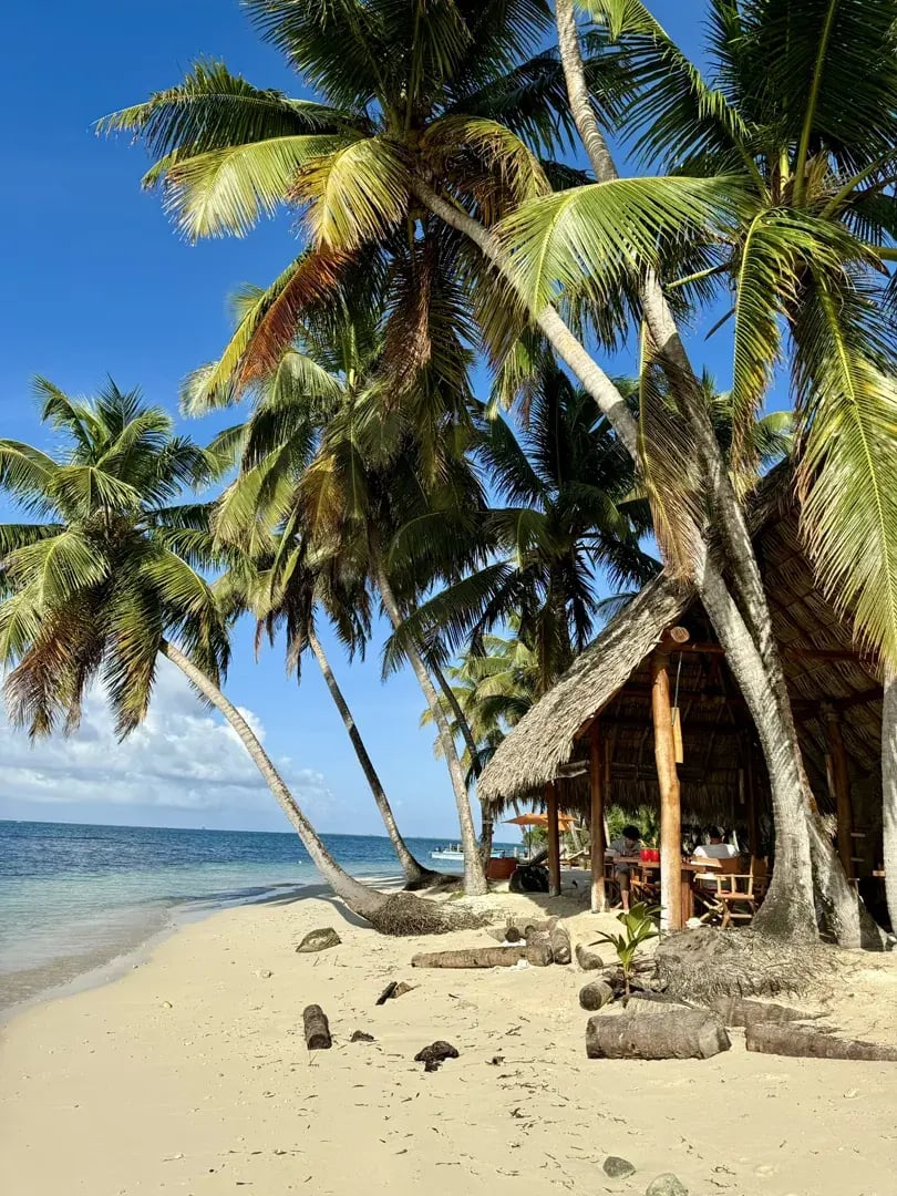 calala island privatbilder palmen