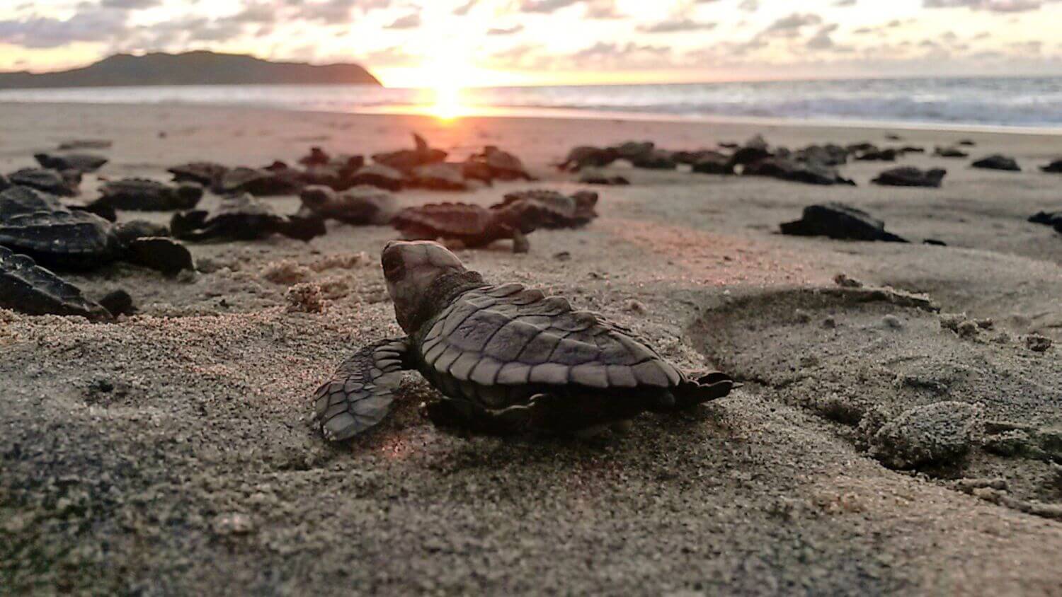 four seasons resort punta mita schildkroete