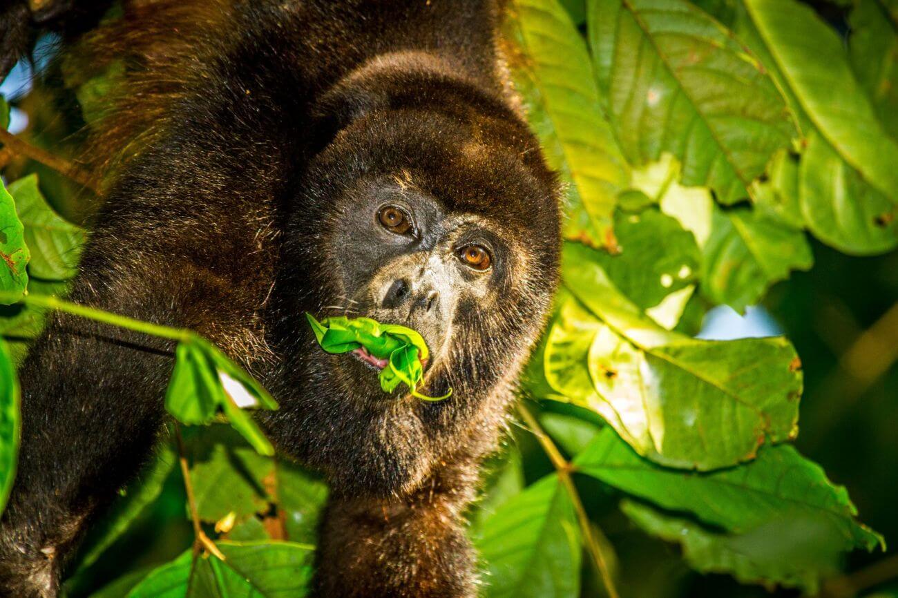 Lapa Rios lodge Affe zwischen den Blättern beim Fressen
