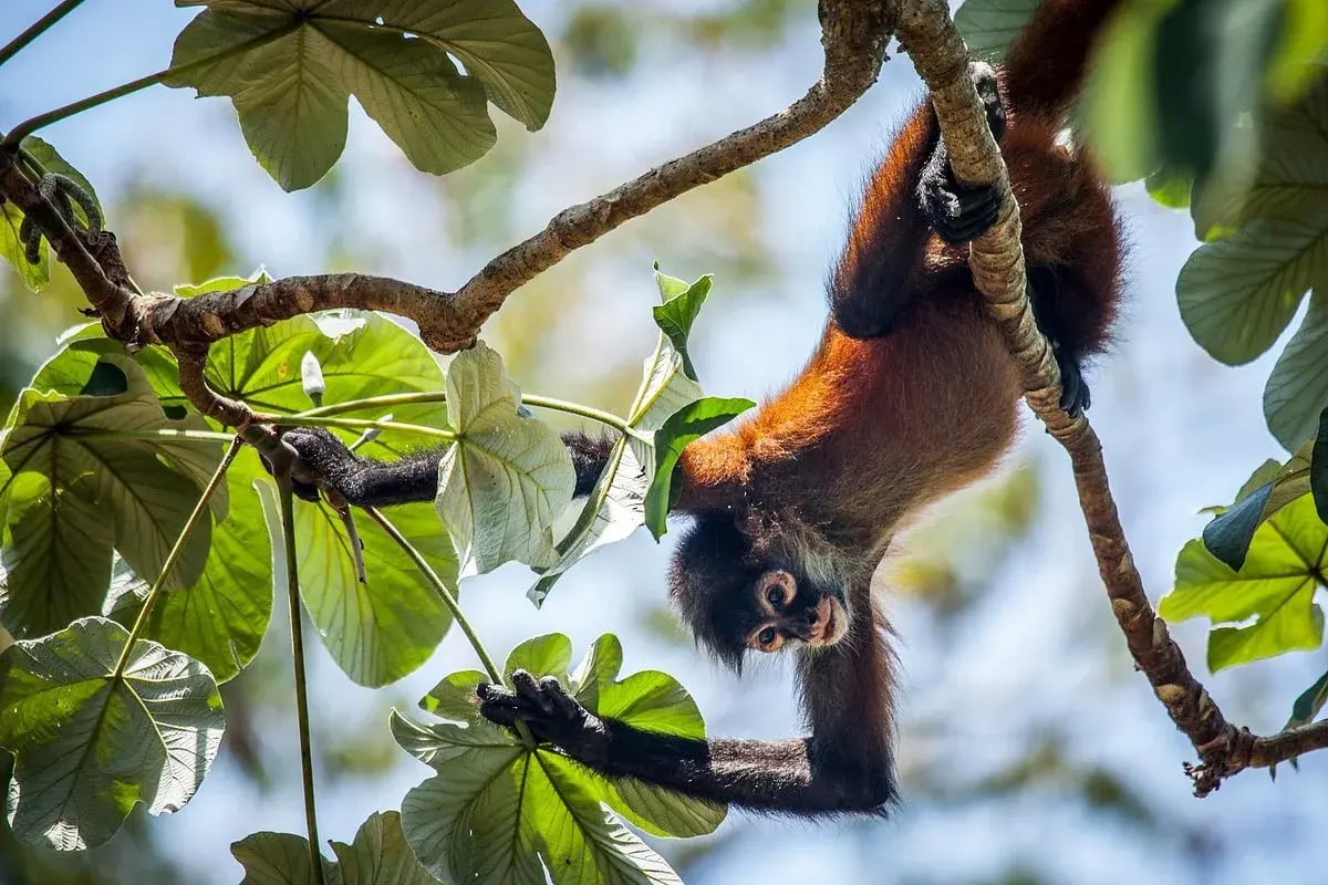 lapa rios lodge affe
