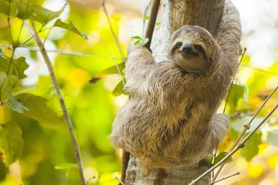 lapa-rios-lodge-tier