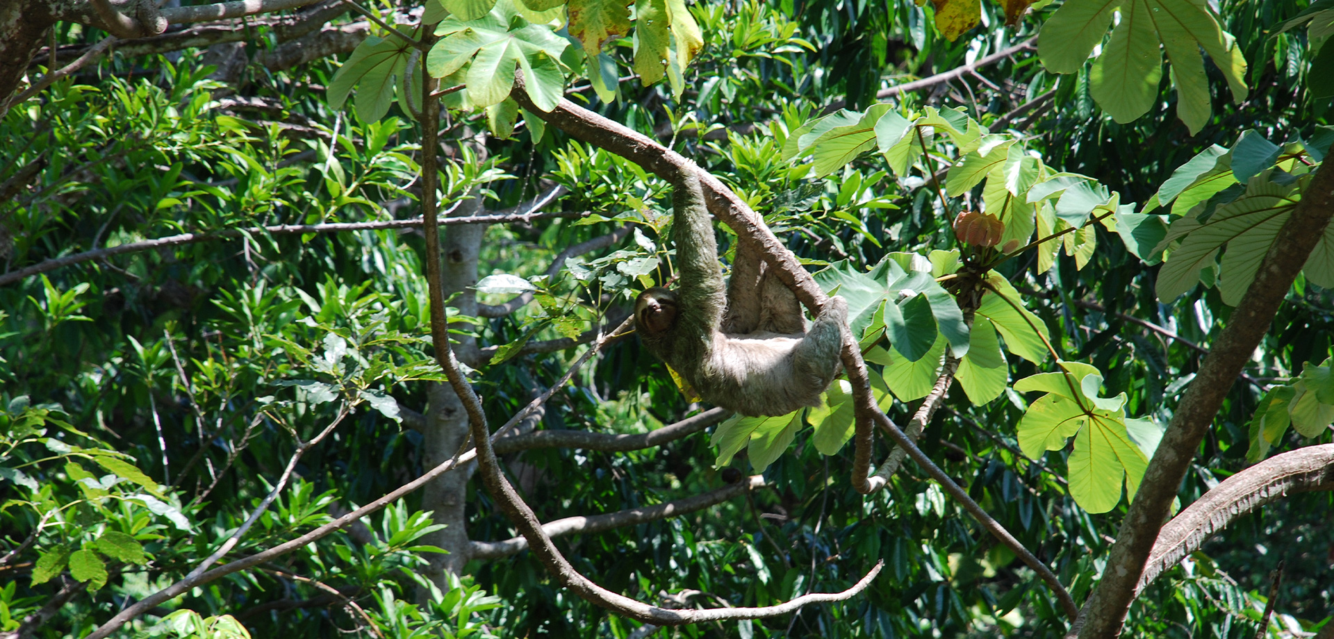 pacuare-lodge-costa-rica-familienluxusreise-thefamilyproject-faultier
