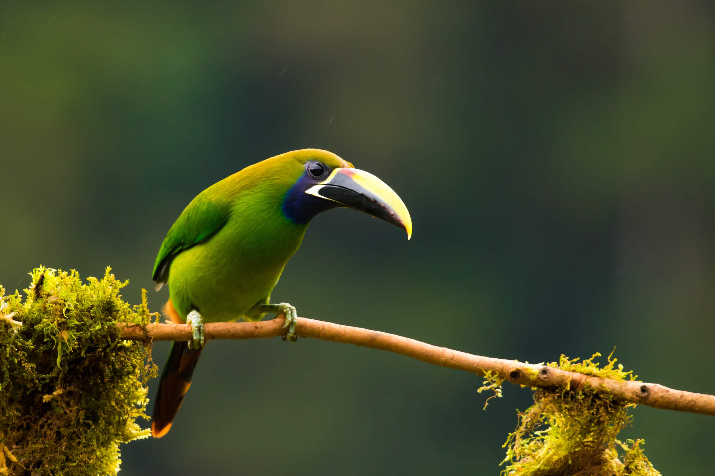 Senda Monteverde Hotel Papagei